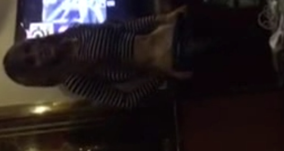 TS伪娘合集111g：独家收藏，每个人都值得拥有